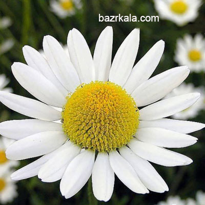 بذر گل بابونه زینتی، پرگل، سفید و زرد