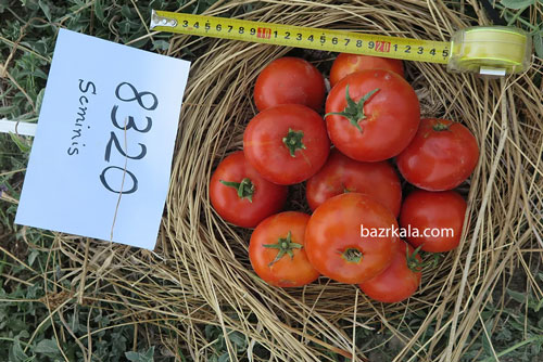 بذر گوجه فرنگی 8320