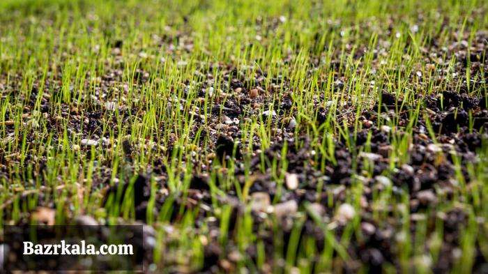 سئوالات در مورد بذر چمن و کاشت تخم چمن