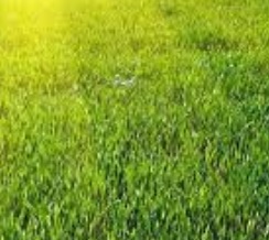 بهترین بذر چمن برای شمال