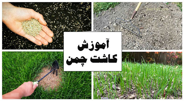اصول و آموزش کاشت بذر چمن + آموزش مراقبت از چمن بعد از کاشت بذر چمن