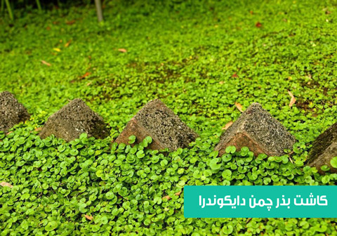نحوه کاشت ✅ نگهداری ✅ بذر چمن دایکوندرا ( بذر چمن آفریقایی )