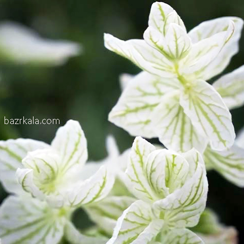 	بذر گل سلوی (مریم گلی)، پابلند، پرگل، گل ریز، سفید، کد 2563