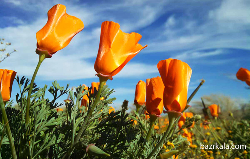 گل شقایق کالیفرنیا