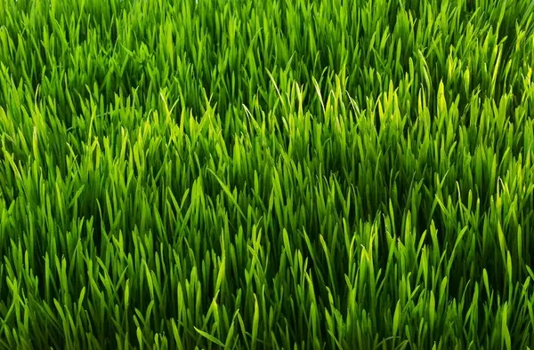 بذر چمن مناسب برای اصفهان ✅