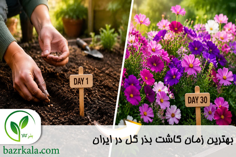 بهترین زمان کاشت بذر گل در ایران