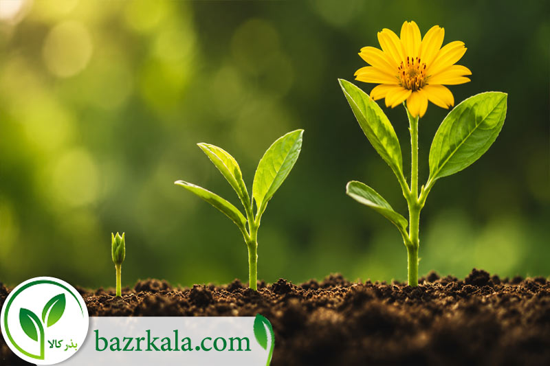 تاثیر فصل کاشت بر جوانه زنی و گلدهی بذر گل