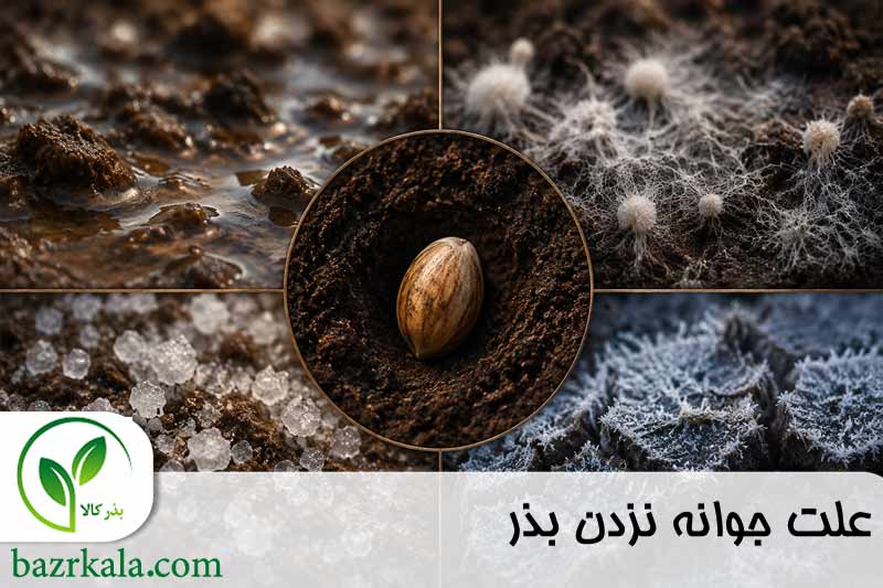 علت جوانه نزدن بذر 