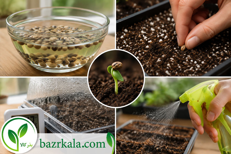 راهکارهای افزایش درصد جوانه زنی بذر 