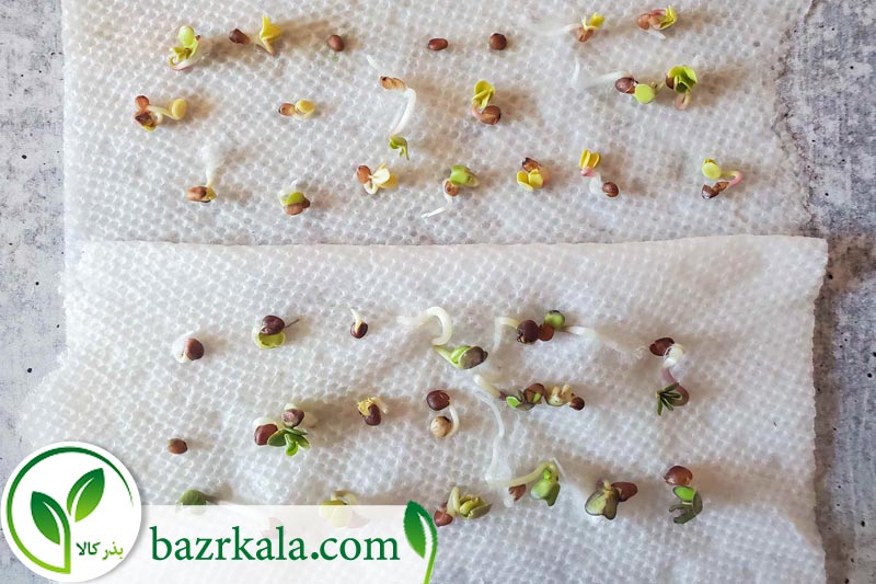 راه های ساده برای بررسی سلامت بذر و درصد جوانه زنی 